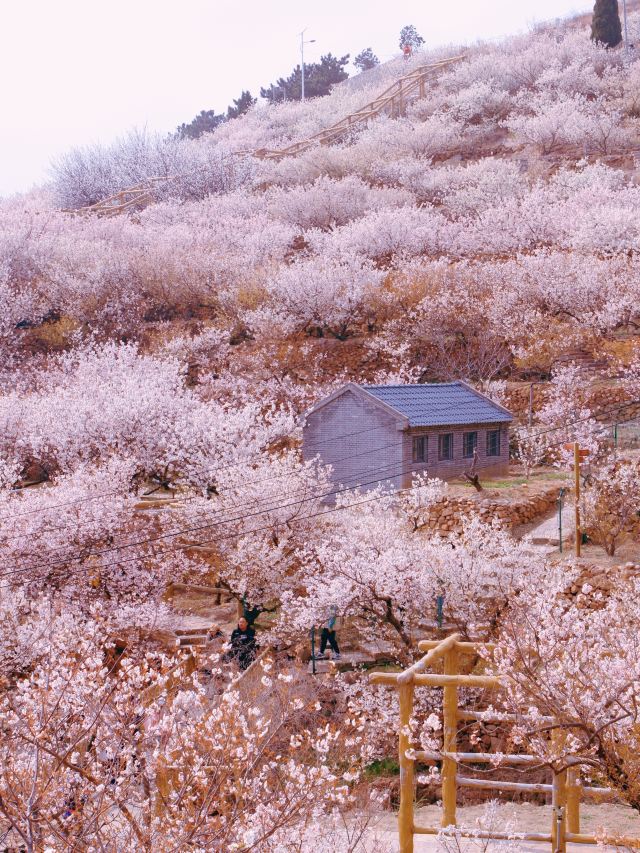崂山大崂樱桃谷旅行图片 3