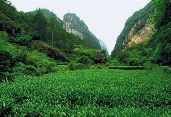 杜国楹小罐茶：历代茶人点评的武夷茶究竟有什么好？