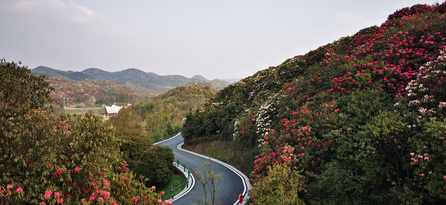 百里杜鹃掠影