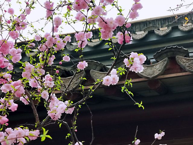 宣化人民公园旅行图片 4