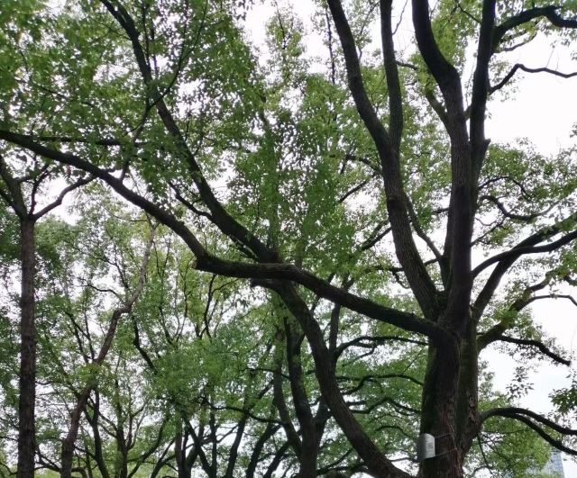 柳湖沙月沙滩公园旅行图片 1