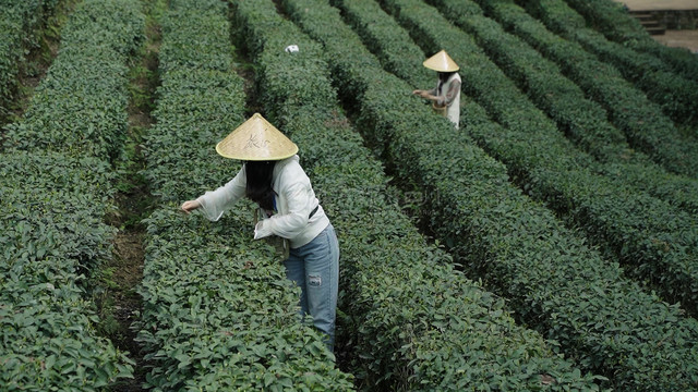 成都周边采茶、炒茶体验,看大地指纹奇观——雅安采茶一日游攻略