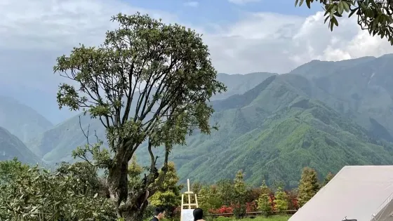 虹口花穀