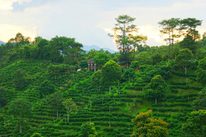 苍梧游记图文-一壶“火”了1500年的历史名茶，就藏在广西梧州的一个县城里