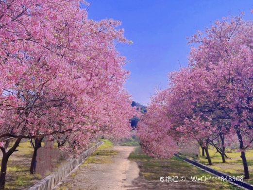 韶关樱花公园