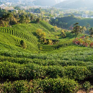 河南信阳文新茶村+南湾湖风景区+灵山风景区-灵山寺+鸡公山景区+郝堂村4日3晚私家团