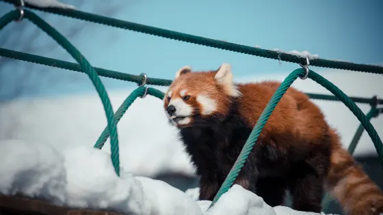 旭川市旭山動物園