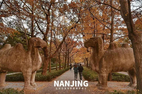 南京 | 打卡秋日限定色!跟着年卡游南京,玩转钟山&夫子庙的小众景点!