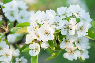 🌼龙井沟村赏梨花——📸千亩白梨花拍出春天美照