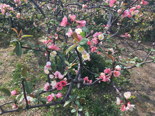 木瓜海棠，我与三月有个约会