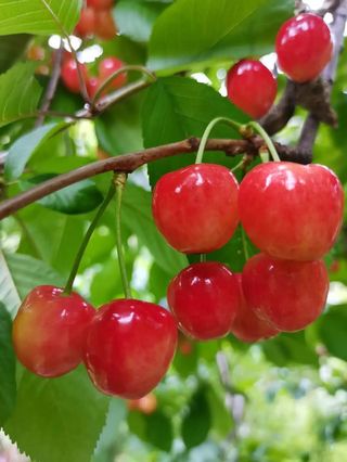 荣获全国金奖！理县甜樱桃，到底有多好吃？