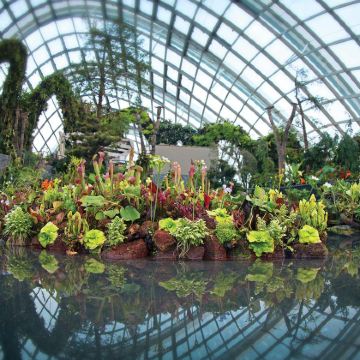 新加坡9日8晚私家团