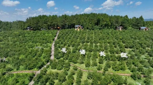 松桃游记图文-乡游黔中·松桃县 长征村丨村里飘出油茶香，点点诗意，缕缕乡情