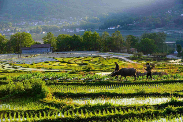 四川越西：打造“嶲州花事”新IP，激发乡村旅游新活力