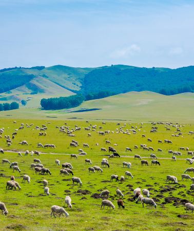3D2N • China + Inner Mongolia + Chifeng + Ulan Butung Grasslands + Mulan Paddock
