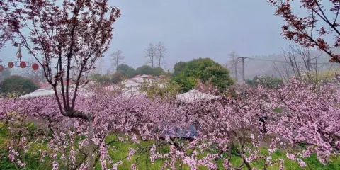 龍泉桃花溝