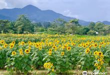Finca Los Girasoles景点图片