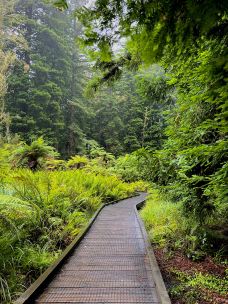 红木森林公园-罗托鲁瓦