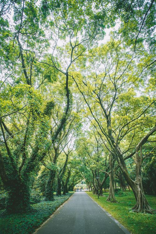 华南植物园景点图片 9