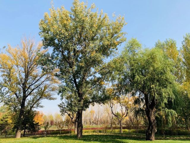 四得公园旅行图片 6
