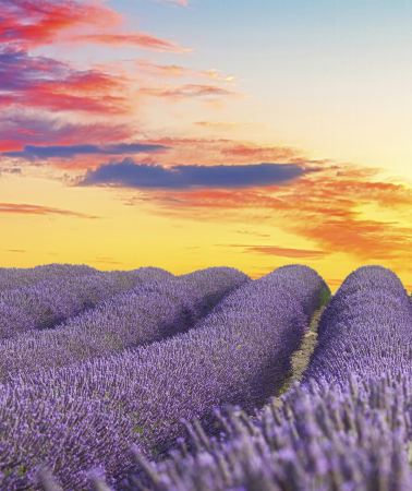6D5N • France + Nice + Saint-Paul-de-Vence + Aix-en-Provence + Valensole + Gordes + Avignon + Marseille + Cannes + Antibes + Èze + Palais des Papes + Sénanque Abbey + Valensole Lavender Fields