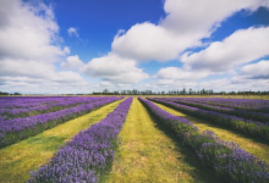 薰衣草庄园景点图片