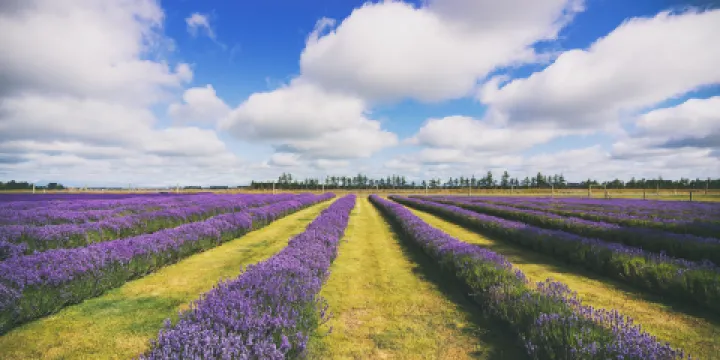 薰衣草莊園