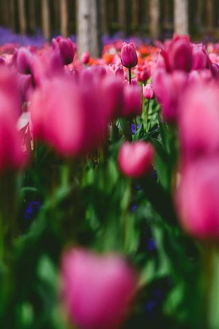 崇明最强游园攻略来啦，一目了然！