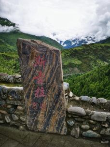 猫鼻梁-小金-suifeng2019