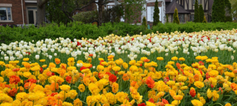 【好旅知时节】加拿大蒙特利尔周边（五月）