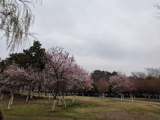 二乔木兰，铜雀春深