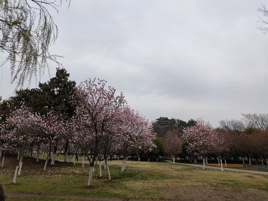 二乔木兰，铜雀春深