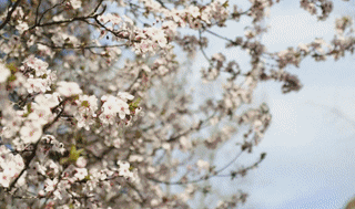 想见你!在樱花烂漫的萝卜寨里!