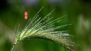里水镇游记图文-谷雨来临，春将止，夏将至