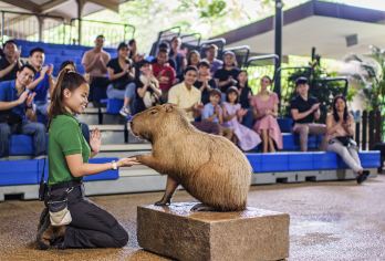 新加坡河川生态园+夜间动物园【专车接送+不拼车+含门票】【新加坡亲子出游必打卡景点! 中文专车服务！全程微信管家追踪服务，网红三大动物园随意组合!】