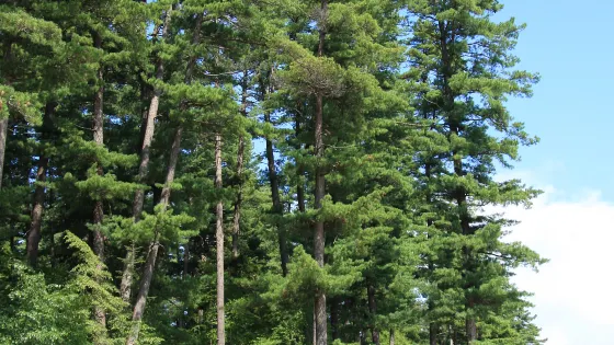 鶴北紅松林國家森林公園