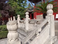 蒙城文庙-蒙城-大松树叶子