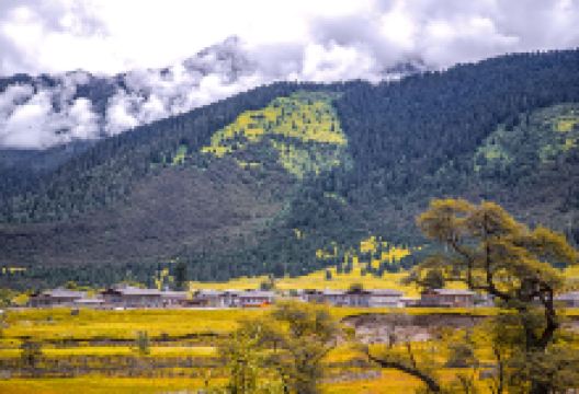 鲁朗花海牧场景区景点图片
