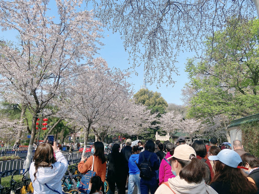 合肥-南京1日游：樱花和郁金香的约会