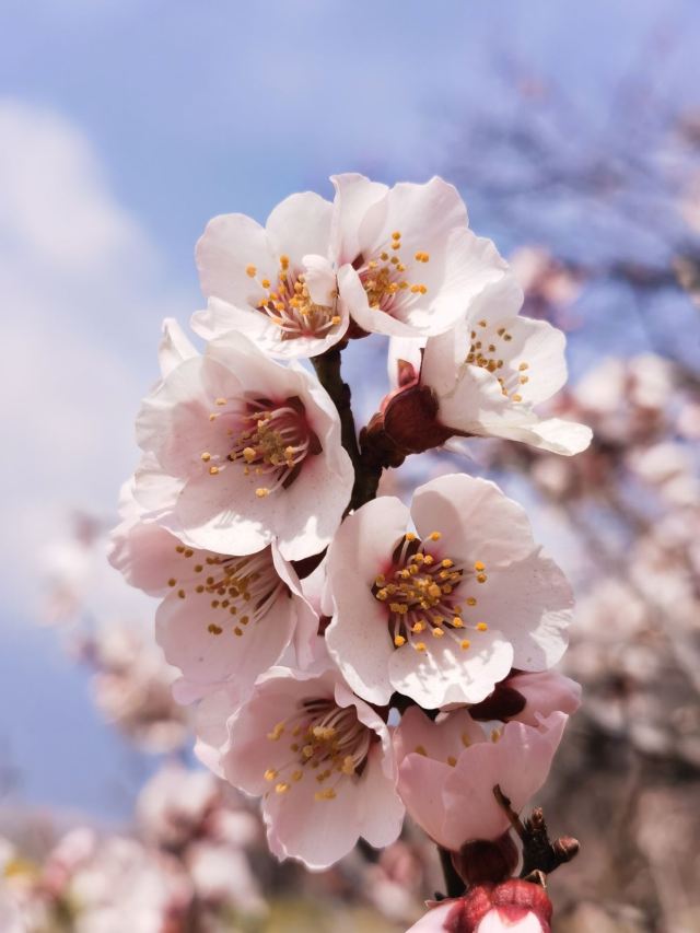 嘎拉桃花源旅行图片 4