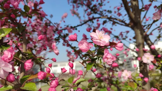 桃花島公園