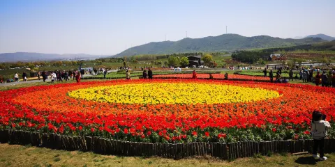 鬱金香高地景區