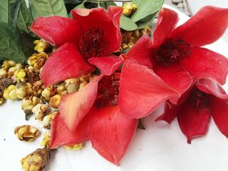 “茶族皇后”泡茶，英雄花煮粥，这些应季美食功效卓著