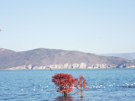 有趣的灵魂相互吸引，清风拂来大理见