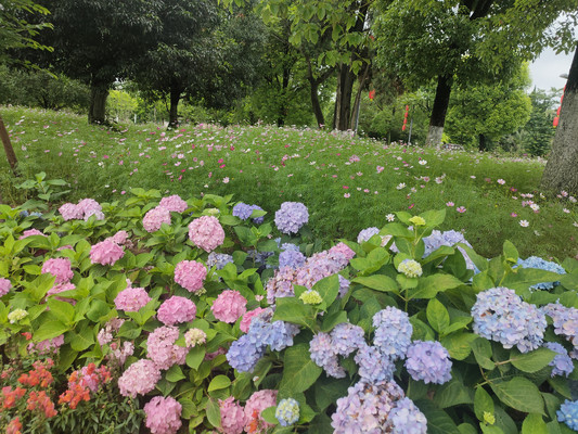 绣球，初夏艳色满花径