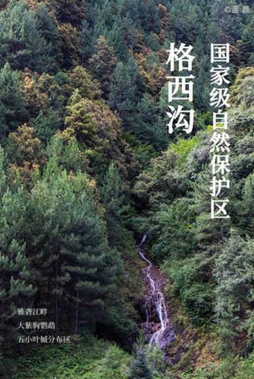 318国道旁,五小叶槭在“森林秘境”生长