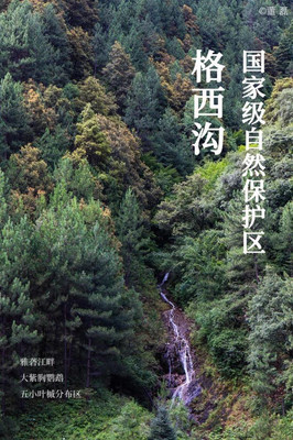 318国道旁,五小叶槭在“森林秘境”生长