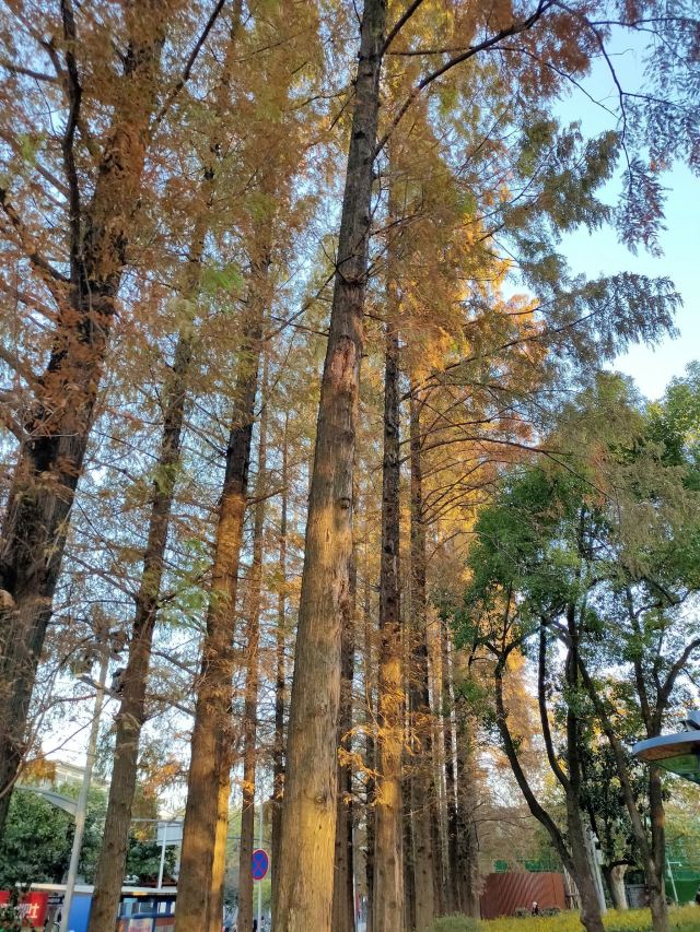 汉阳门花园旅行图片 5