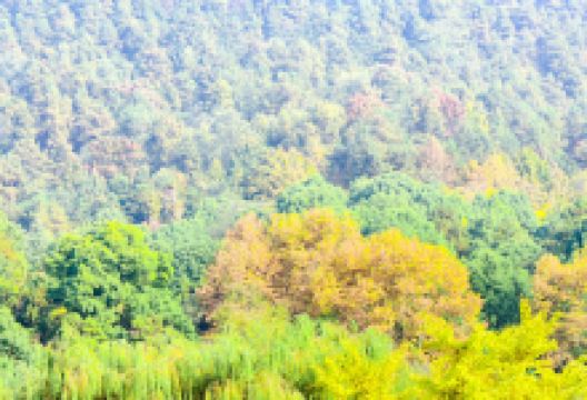 凤凰山国家森林公园景点图片