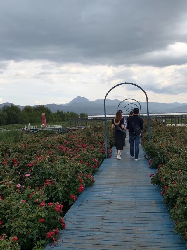 丽江花花色玫瑰庄园旅行图片 2